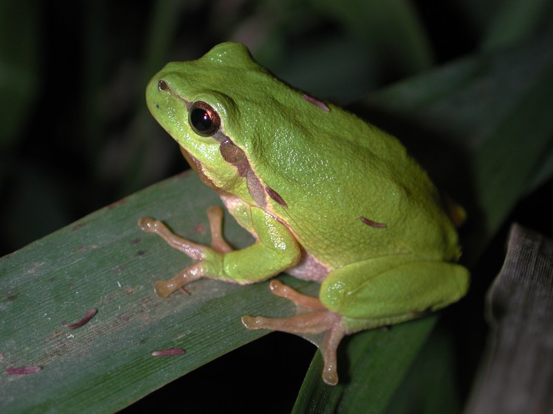 Rainette verte (Hyla arborea) en photographie
