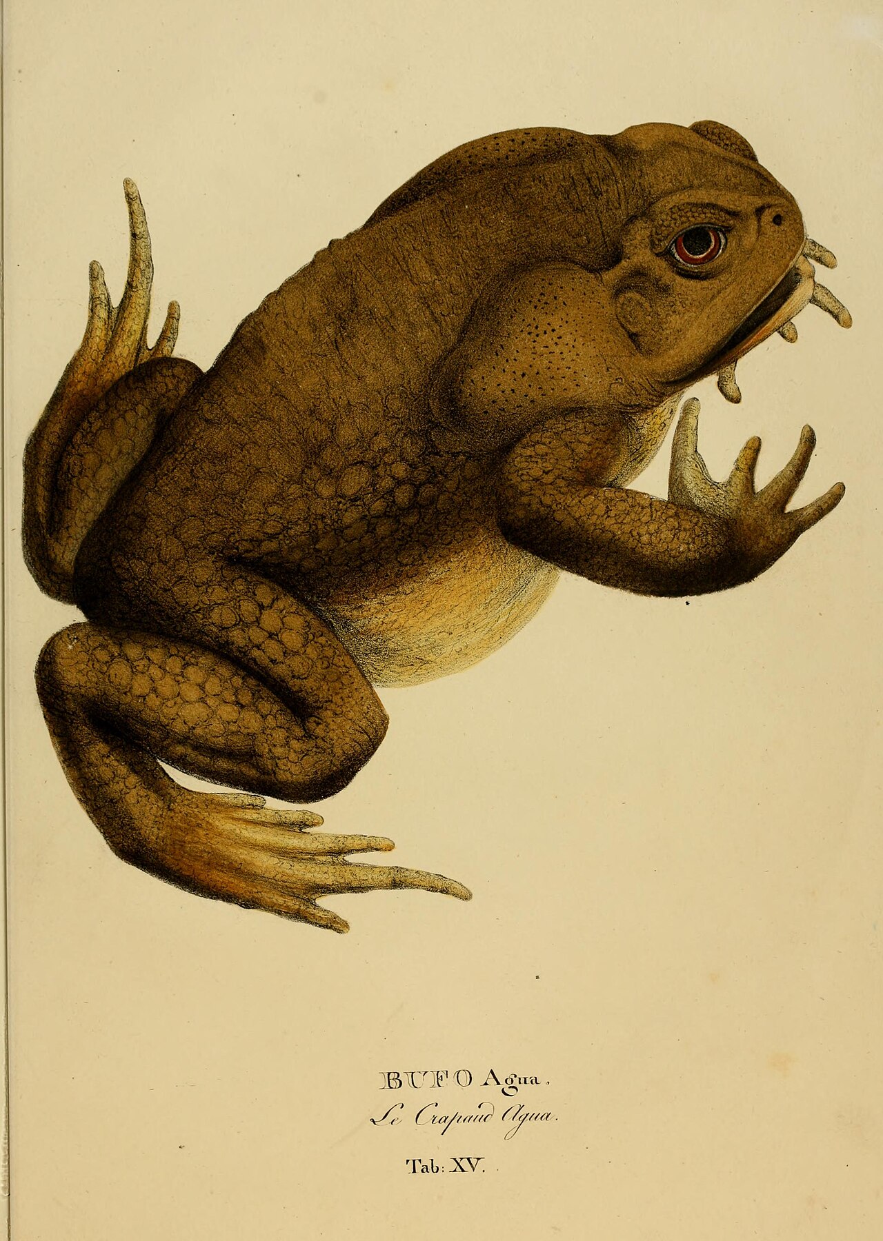 Crapaud buffle (Rhinella marina) en photographie