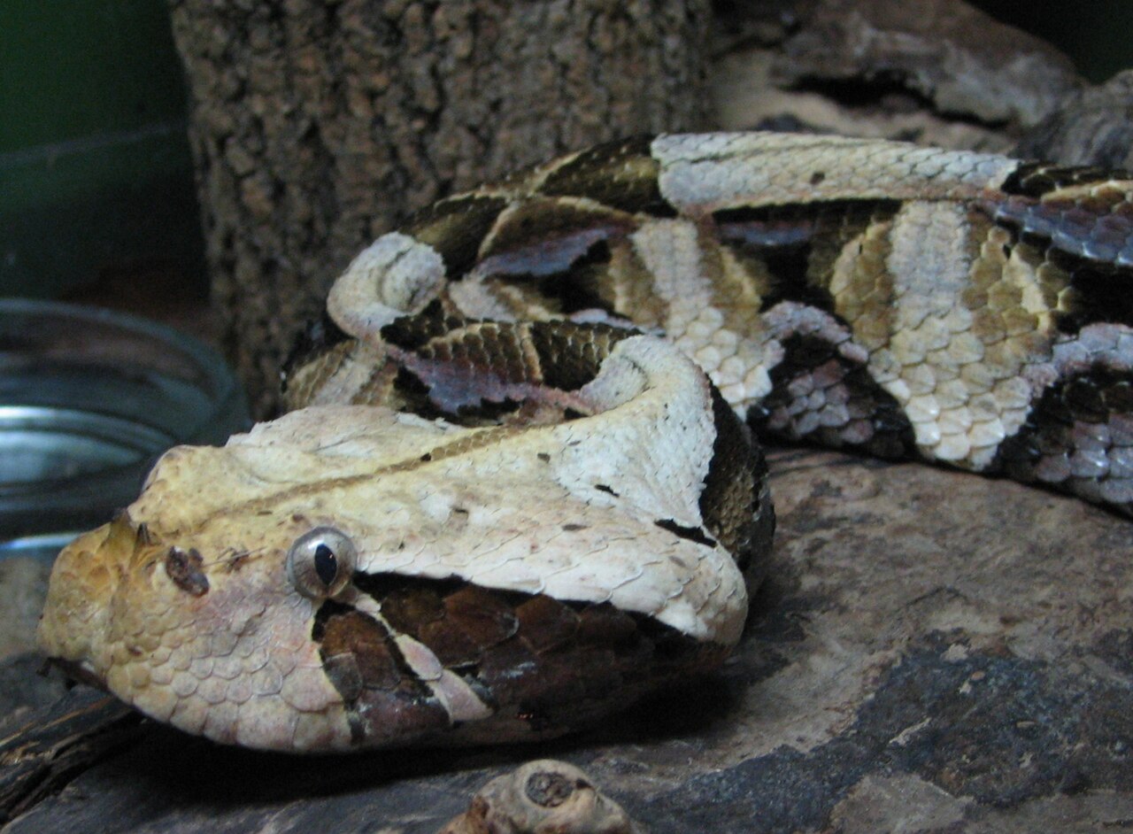 Vipère du Gabon (Bitis gabonica) en photographie