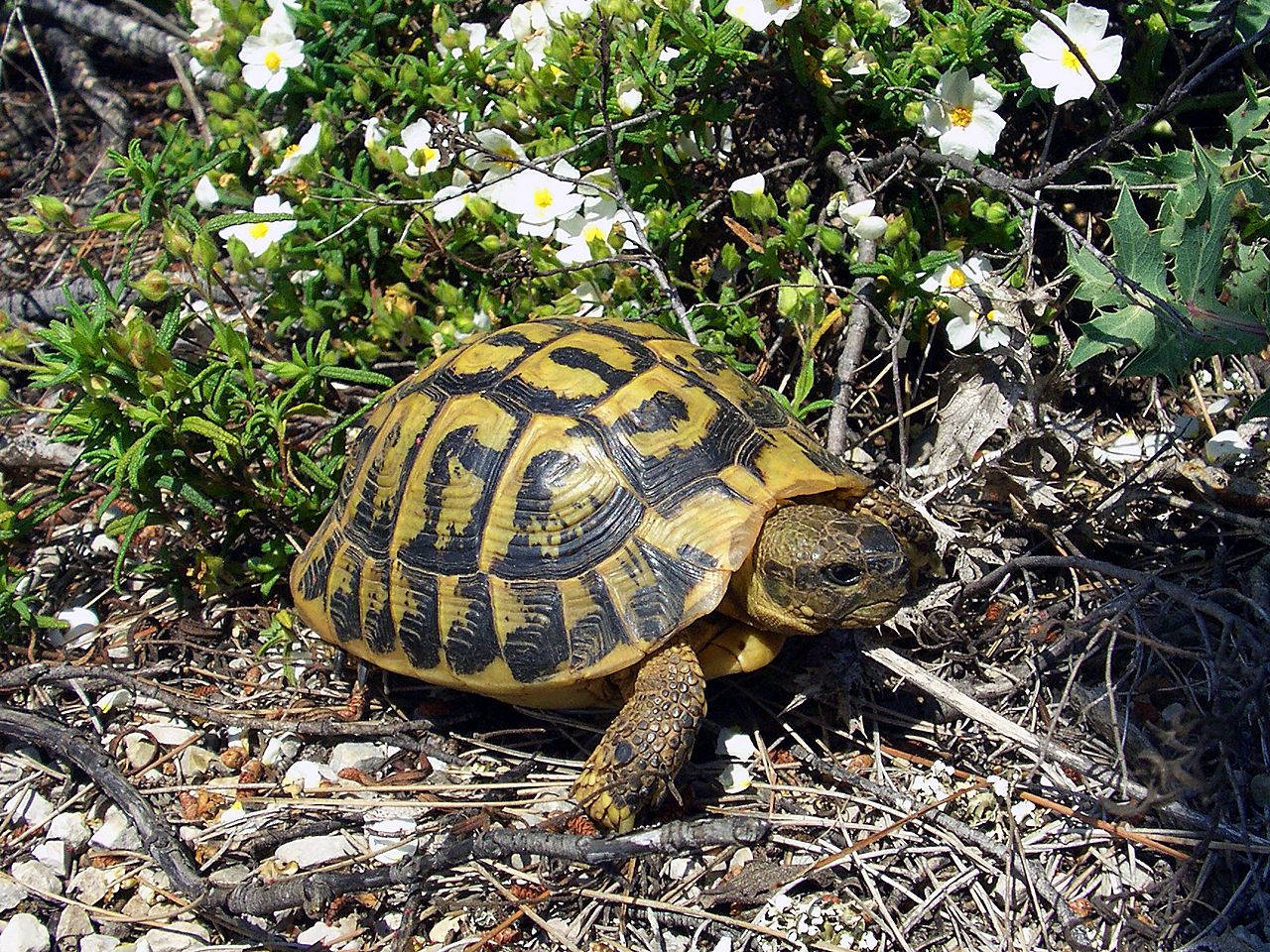 Tortue d'Hermann (Testudo hermanni) en photographie