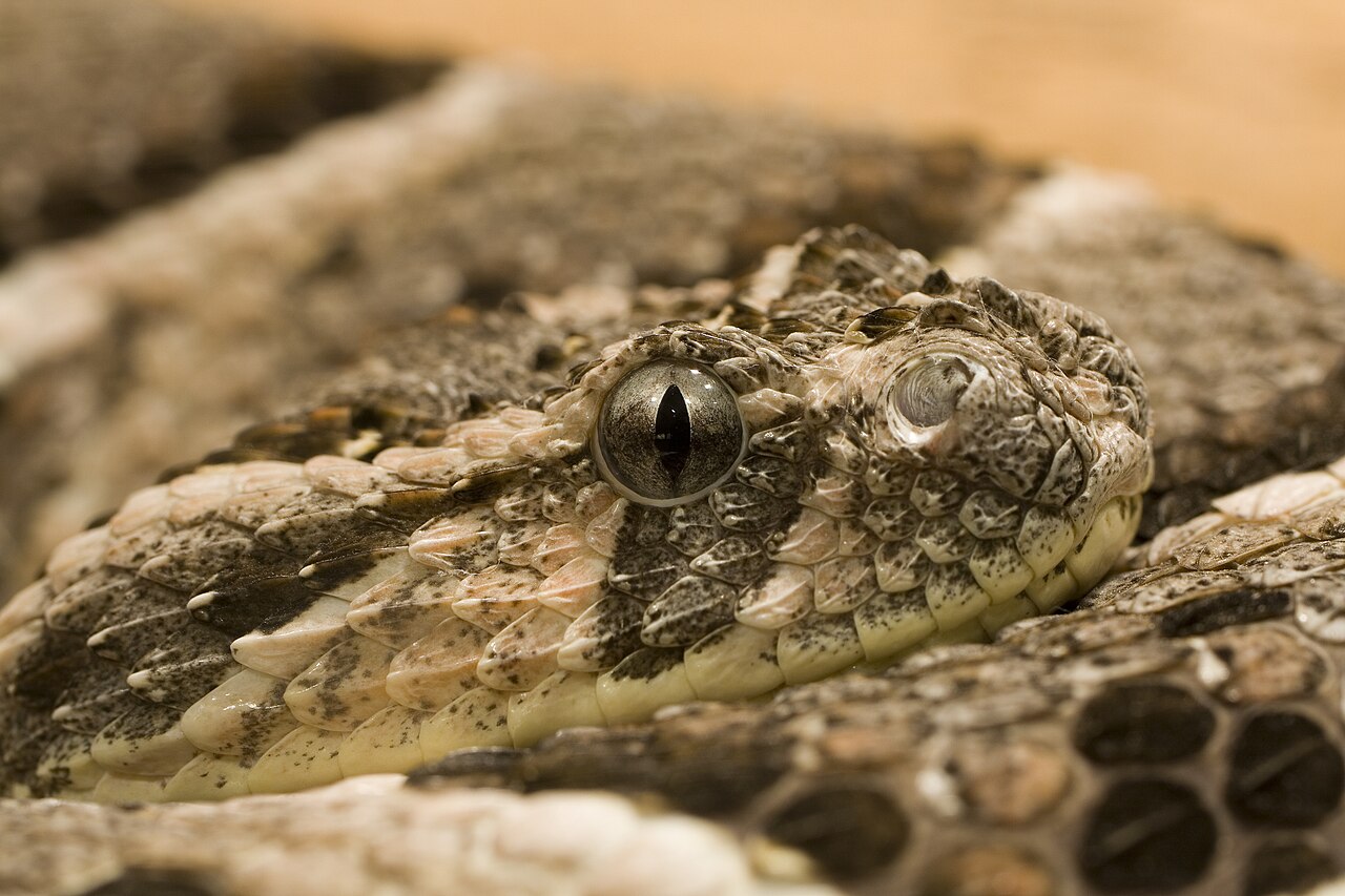 Vipère heurtante (Bitis arietans arietans) en photographie