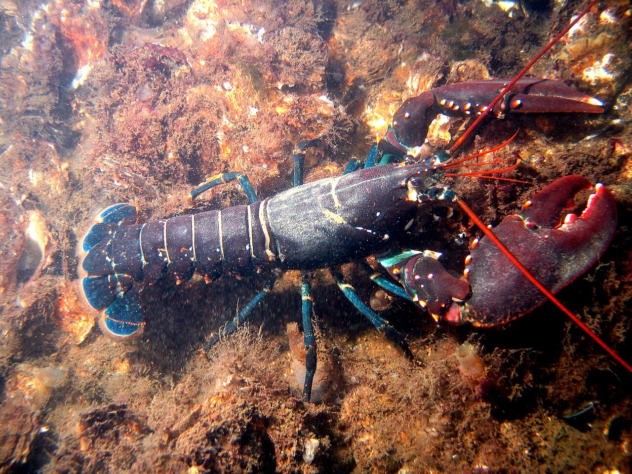 Homard européen (Homarus gammarus) en photographie
