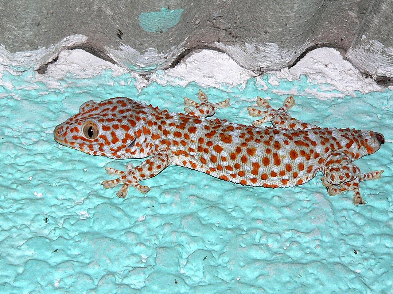 Gecko tokay (Gekko gecko) en photographie