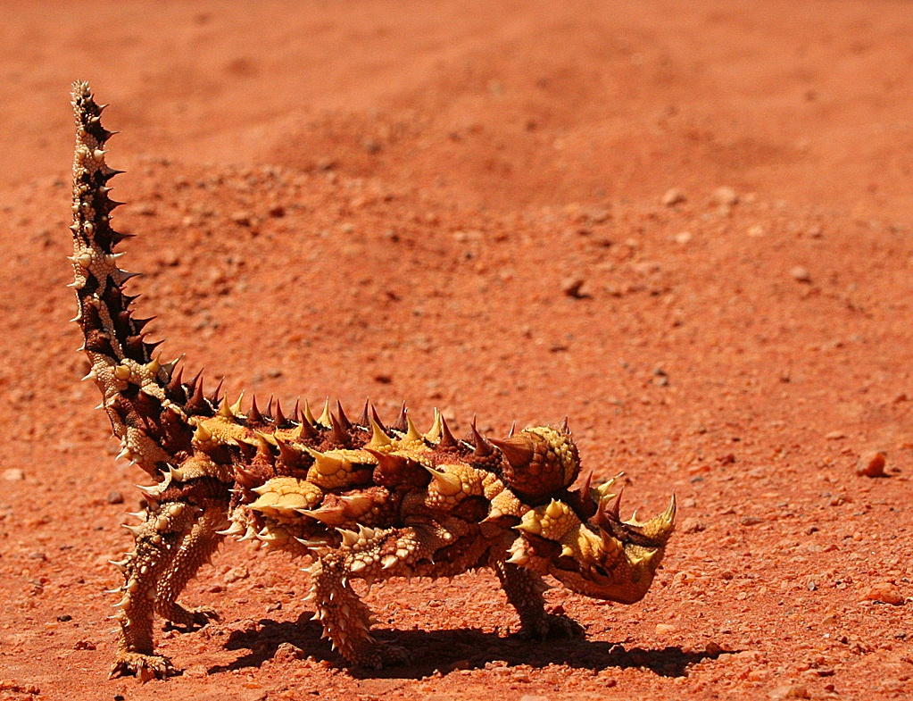 Diable cornu (Moloch horridus) en photographie