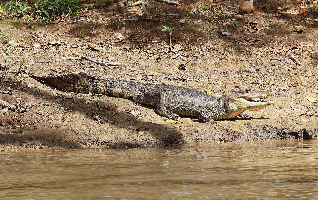 Caïman à lunettes (Caiman crocodilus) en photographie