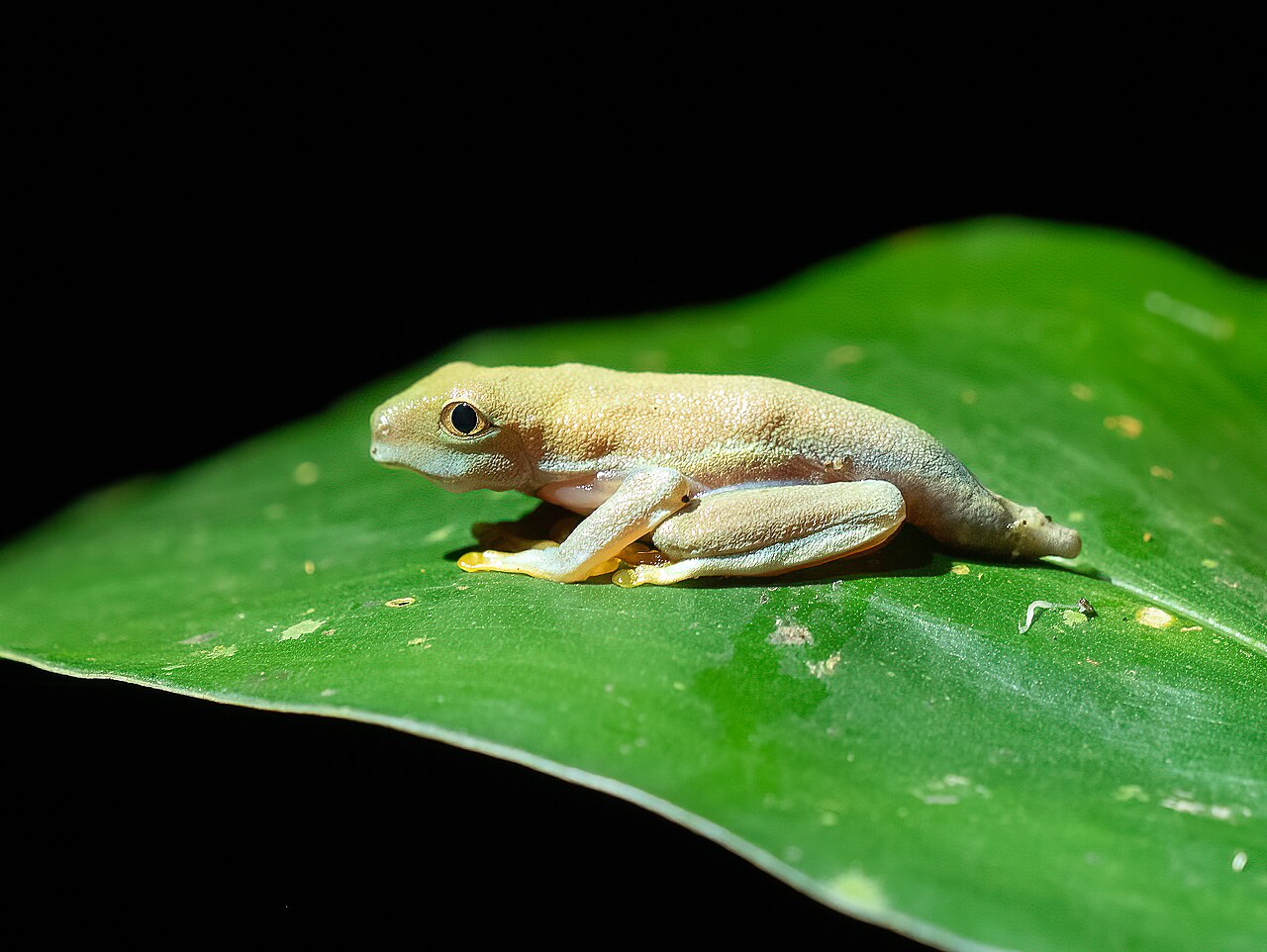Rainette aux yeux rouges (Agalychnis callidryas) en photographie