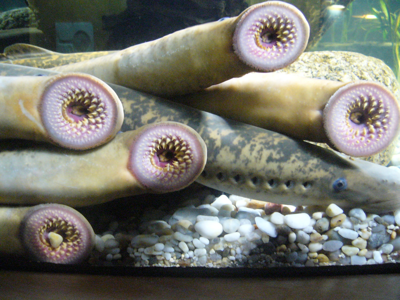 Lamproie marine (Petromyzon marinus) en photographie
