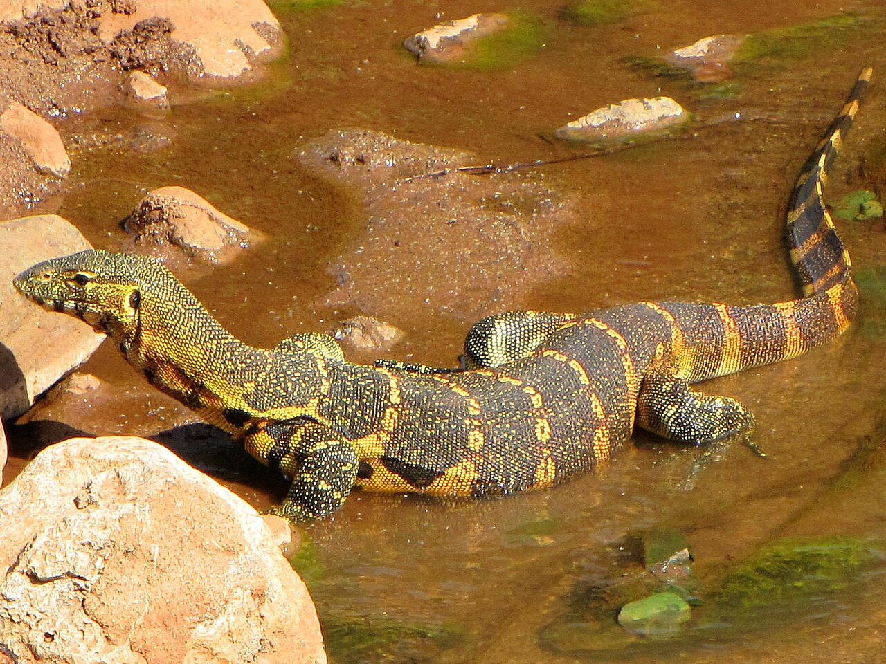 Varan du Nil (Varanus niloticus) en photographie