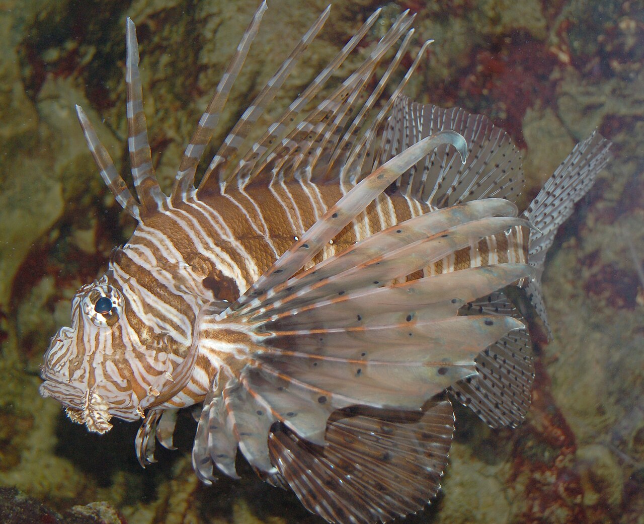 Poisson-lion (Pterois volitans) en photographie