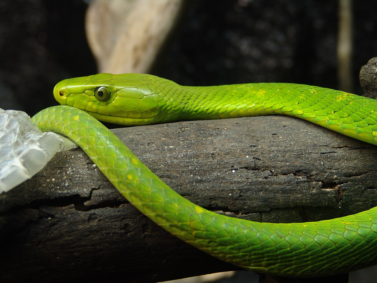 Mamba vert de l’Est (Dendroaspis angusticeps) en photographie