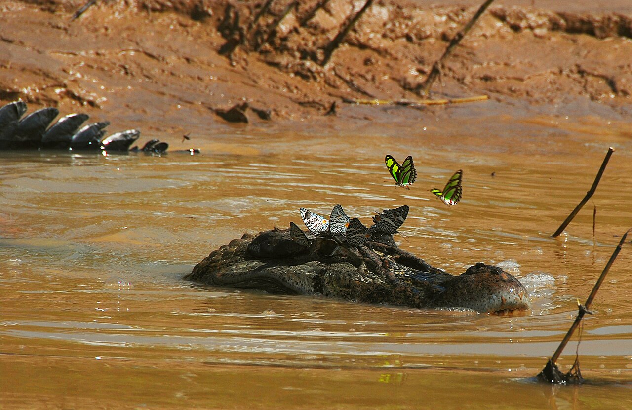 Caïman noir (Melanosuchus niger) en photographie