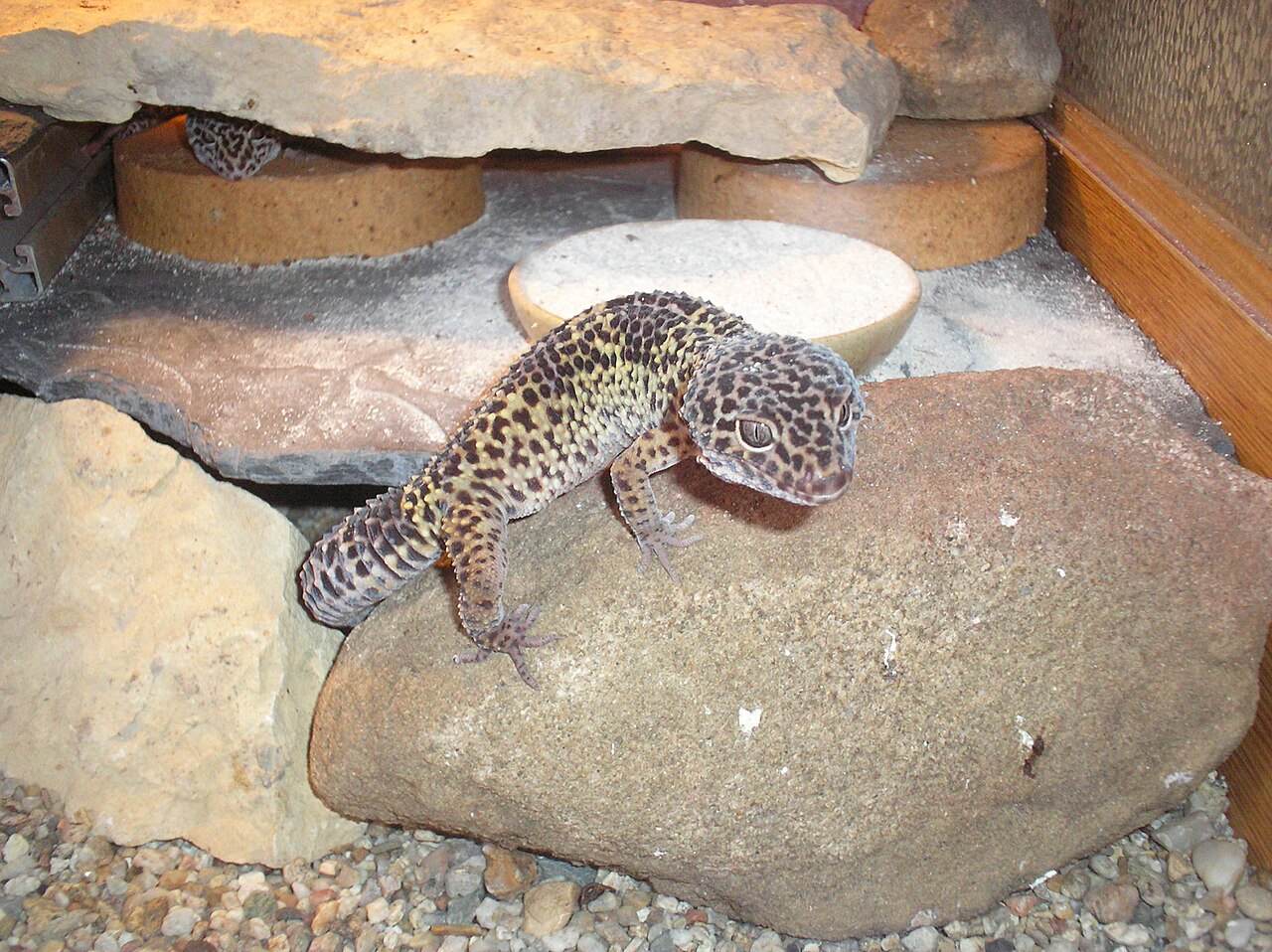 Gecko léopard (Eublepharis macularius) en photographie