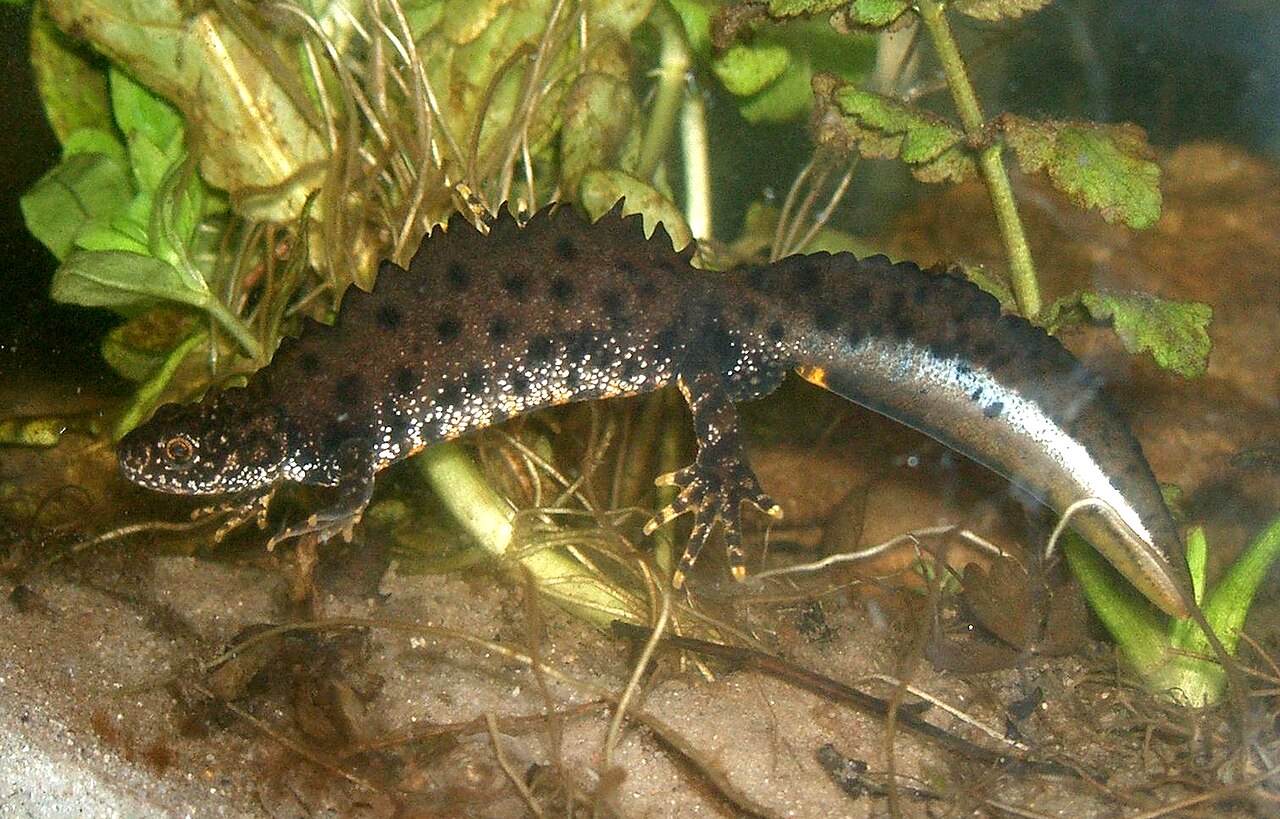 Triton crêté (Triturus cristatus) en photographie