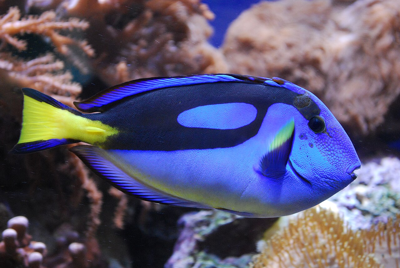 Chirurgien bleu (Paracanthurus hepatus) en photographie