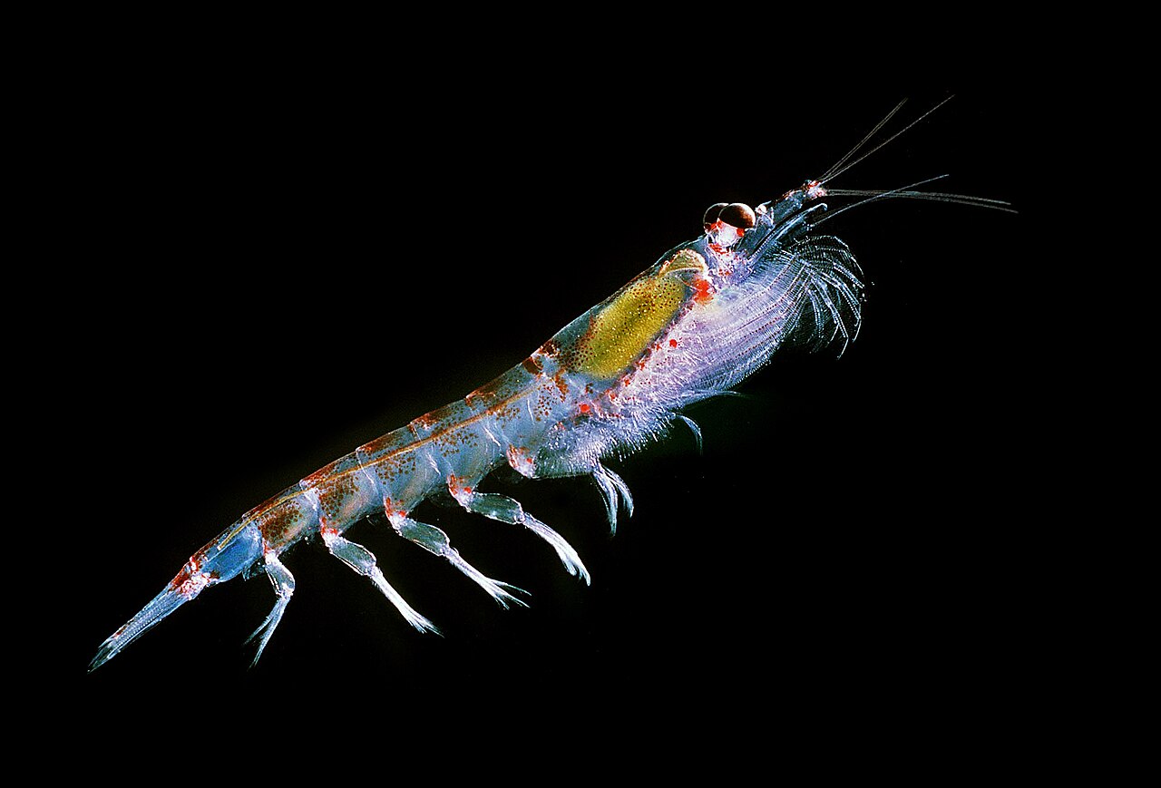 Krill antarctique (Euphausia superba) en photographie