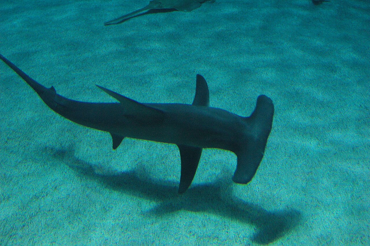 Grand requin-marteau (Sphyrna mokarran) en photographie
