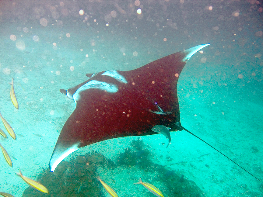 Raie manta (Mobula birostris) en photographie
