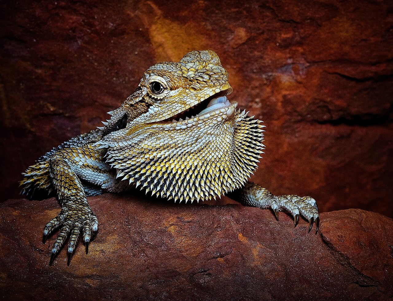 Agame barbu (Pogona vitticeps) en photographie