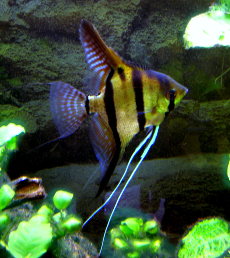 Scalaire (Pterophyllum scalare) en photographie
