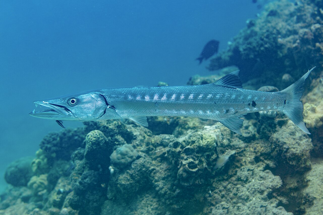 Barracuda (Sphyraena barracuda) en photographie